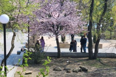 Якутяне на 49% активнее стали следить за весенними аллергенами / ЯСИА   