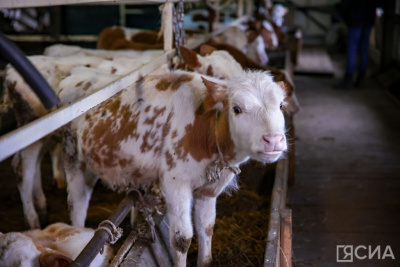 Более 2,5 млрд рублей направили муниципалитетам Якутии на поддержку сельского хозяйства / ЯСИА   