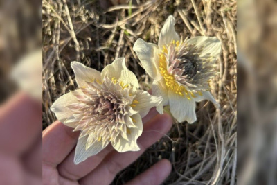 Подснежники-мутанты выросли недалеко от Нюрбы в Якутии / Нарыйа Пахомова   Республика Саха (Якутия)
