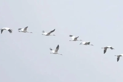 В Охотском-Перевозе Якутии создадут орнитологическую обсерваторию «Полёт стерха» / ЯСИА   