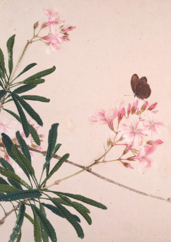 Тетрадь Насекомые и цветы "Мотылек"