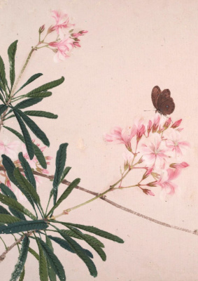 Тетрадь Насекомые и цветы "Мотылек"