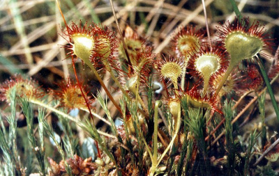 Цветы-хищники, единственный в мире гибрид, лесная орхидея: необычные растения Якутии / Нарыйа Пахомова   