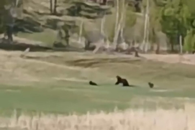 Медведицу с детенышами заметили рядом с деревней в Усть-Алданском районе / Дьулустаан Сергеев   