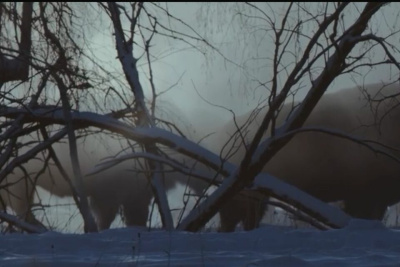 Закулисье «Быков холода»: как снимали кадры в пургу и спасали камеры от холода / Алина Мурукова   