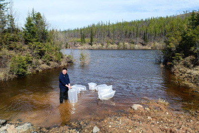 Экологи АЛРОСА открыли сезон зарыбления рек и выпустили в реку Вилюй молодь чира / ЯСИА   