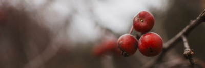 Созданы консерванты для мяса на основе расторопши