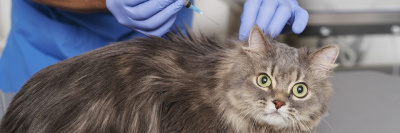 Создана вакцина, которая поможет кошкам жить до 30 лет