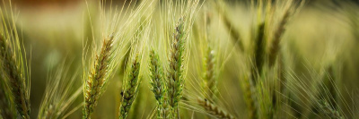 В России выдан 400-й органический сертификат