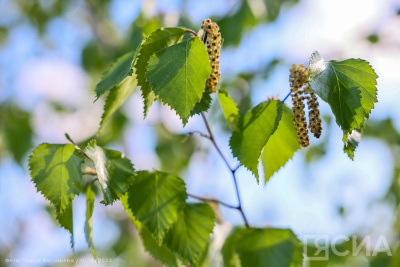 В Якутии начался сезон цветения: аллерголог рассказала, как защититься от пыльцы / Алина Мурукова   