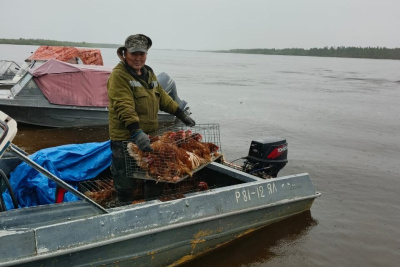 Жителям Томпонского района Якутии доставили кур-несушек / ЯСИА   