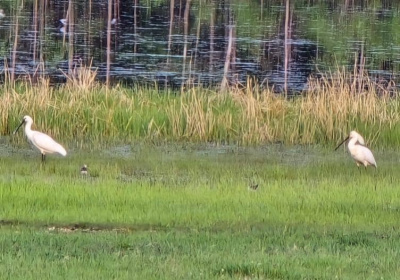 Редкие и необычные для Якутии птицы впервые замечены в Амгинском районе / Саина Титова  Амгинский Республика Саха (Якутия)
