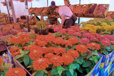 Обзор цен на рассаду, цветы, саженцы в Якутске / Нарыйа Пахомова Якутск Якутск Республика Саха (Якутия)