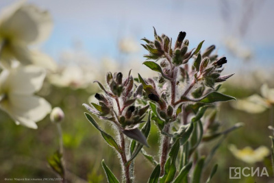Иван — Медвяные росы 7 июня: что можно и нельзя делать, приметы / ЯСИА   
