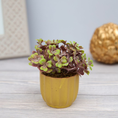 Цветок Candino