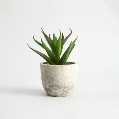 Суккулент Terni II