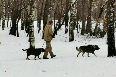Регионы смогут устанавливать правила выгула собак / ЯСИА   