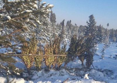 В Олекминском районе Якутии инспекторы охраны природы подкармливают диких животных / ЯСИА  Олекминский Республика Саха (Якутия)