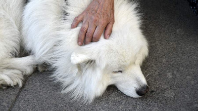 Домашних питомцев включат в закон о маркировке / ЯСИА   