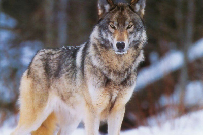 Минэкологии Якутии проводит отбор получателей субсидий на закупку шкуры волка / ЯСИА   Республика Саха (Якутия)