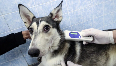 Россиян обяжут маркировать домашних животных / ЯСИА   