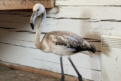Фламинго Гришу отправили самолетом из Якутска в Красноярск / ЯСИА Якутск Якутск Республика Саха (Якутия)