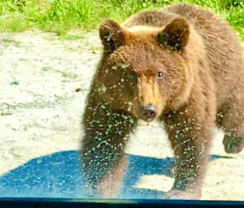 Фото: медведица с медвежатами выпрашивают у проезжающих еду на Колымской трассе / Алина Мурукова   