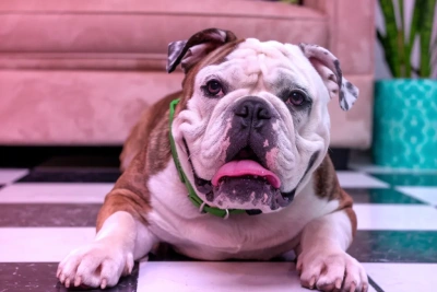 В Якутии намерены принять региональный закон о регистрации домашних животных / ЯСИА   