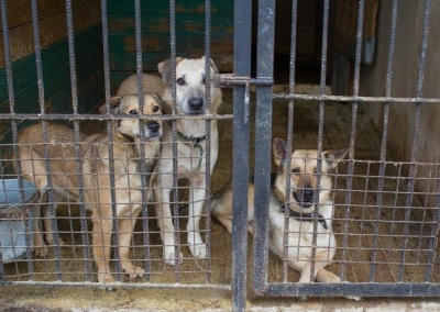 Социолог заявил о необходимости изучения европейского опыта борьбы с бродячими собаками / Дмитрий Осипов   