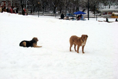 Детский омбудсмен усилит контроль за темой защиты детей от нападения бездомных животных / ЯСИА   