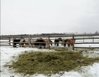 СХПК «Дьөhөгөй» стал племенным репродуктором по разведению лошадей якутской породы / ЯСИА   Республика Саха (Якутия)