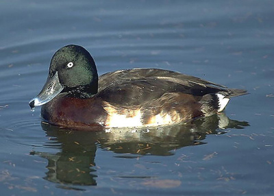В Томпонском районе Якутии браконьеры добыли краснокнижных птиц / ЯСИА  Томпонский Республика Саха (Якутия)