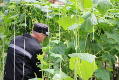 В исправительной колонии №7 оборудована новая теплица / ЯСИА   