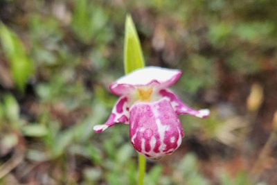 Редкий краснокнижный цветок заметили в Томпонском районе Якутии / ЯСИА   