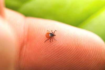 В Якутии зафиксированы 23 случая укуса клещами / Санаайа Иванова  Алданский Республика Саха (Якутия)