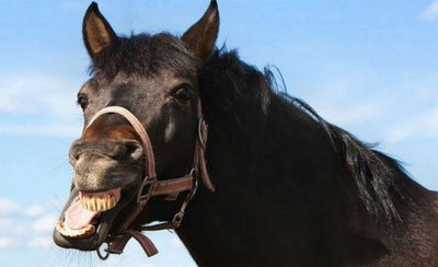 В Покровске несколько человек стали жертвами нападения агрессивного коня / Артемий Грошев   