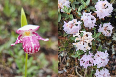 Сразу два краснокнижных растения обнаружили в Томпонском районе Якутии / Нарыйа Пахомова   