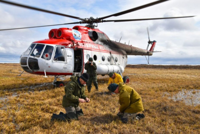 Яйца краснокнижных стерхов собрали ученые в арктическом районе Якутии / Саина Титова   