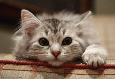 В центре Якутска пройдет ярмарка пристройства животных / ЯСИА Якутск Якутск Республика Саха (Якутия)