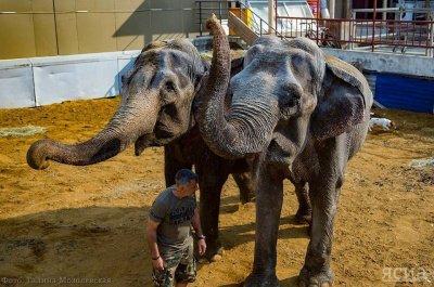 Впервые: Итальянский цирк привез в Якутск слонов (ФОТО) / Наталия Чемашкина   Республика Саха (Якутия)