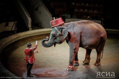 Грациозные слоны и молодые тигры итальянского цирка на репетиции в Якутске (ФОТО) / Артемий Грошев Якутск Якутск Республика Саха (Якутия)