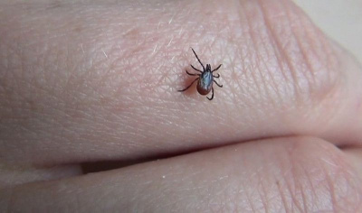 Российские ученые нашли лекарство от клещевого энцефалита в буром угле / ЯСИА   