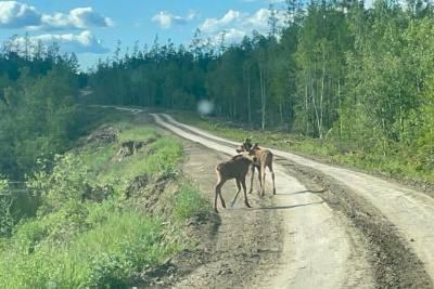Лосиху с двумя детенышами сняли на видео в Якутии / Нарыйа Пахомова  Усть-Алданский Республика Саха (Якутия)