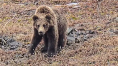 В Усть-Янском районе Якутии путники наткнулись на медведя / ЯСИА   