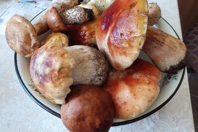 В окрестностях Якутска начали собирать грибы / ЯСИА Якутск Якутск Республика Саха (Якутия)