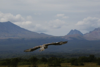 Первый русский соколиный центр откроется на Камчатке / ЯСИА   Город Санкт-Петербург