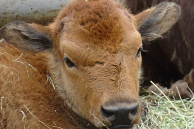 Конкурс на лучшее имя для бизончика объявили в Якутии / ЯСИА  Хангаласский Республика Саха (Якутия)