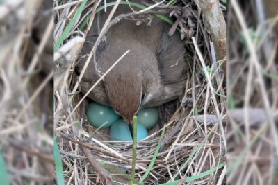 Якутянин обнаружил во дворе гнездо птицы, которую редко можно увидеть / Нарыйа Пахомова Бердигестях Горный Республика Саха (Якутия)