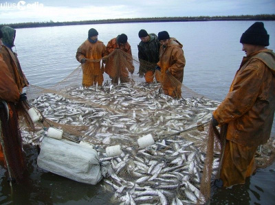 В Усть-Янском улусе Якутии началась путина / ЯСИА  Усть-Янский Республика Саха (Якутия)