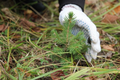 Айсен Николаев поздравляет с 80-летием образования лесного хозяйства Якутии / ЯСИА   Республика Саха (Якутия)